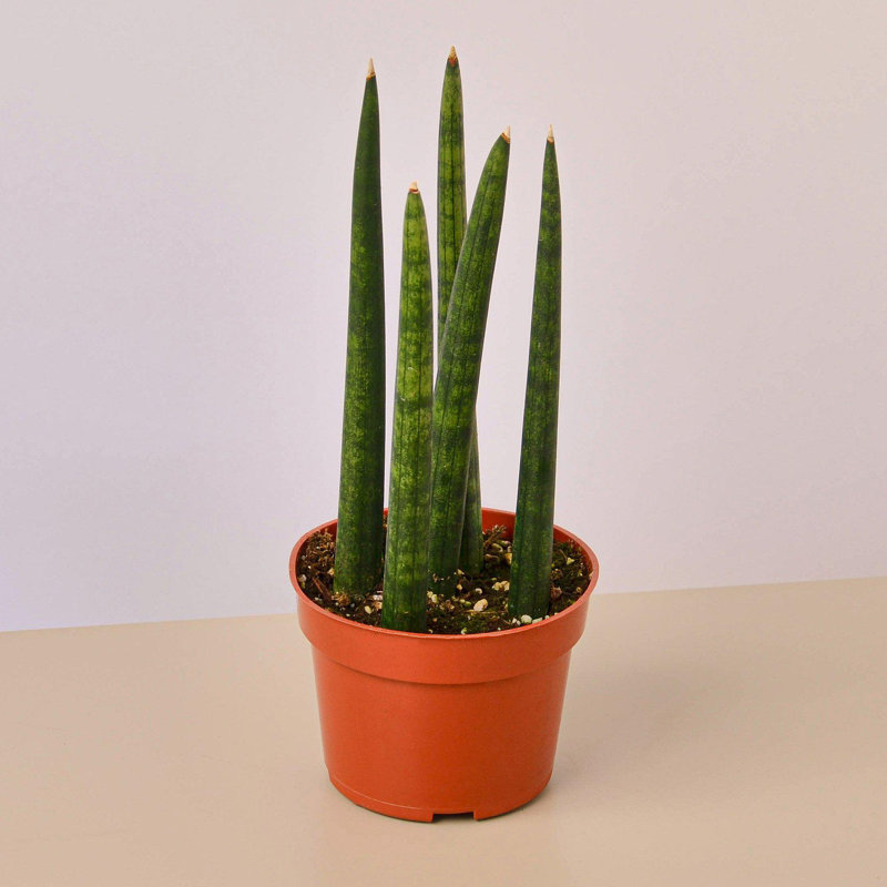 House Plant Shop Snake Plant Cylindrica