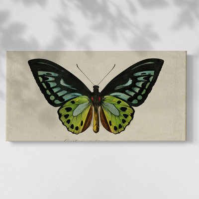 Vintage Animal Series-XLV III - Toile tendue avec châssis encadré - Prêt à être accroché