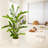 Artificial Zamioculcas Plant-651168902