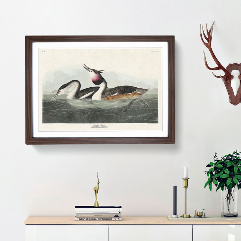 Crested Grebe by John James Audubon - Picture Frame Painting Print, Walnut Framed, 27cm H x 36cm W x 2cm D