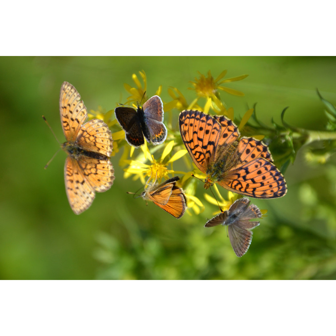 Schmetterlinge - Foto auf Leinwand