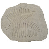 Dawndee Plants & Flowers Garden Stone