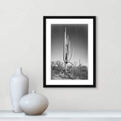«Cactus In Saguaro National Monument In Arizona», reproduction de photo sur papier encadrée
