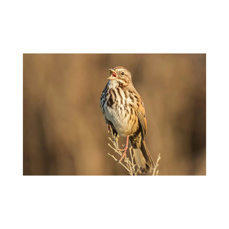 Usa, California, San Luis Obispo County. Song Sparrow Singing. by Jaynes Gallery - Wrapped Canvas Print
