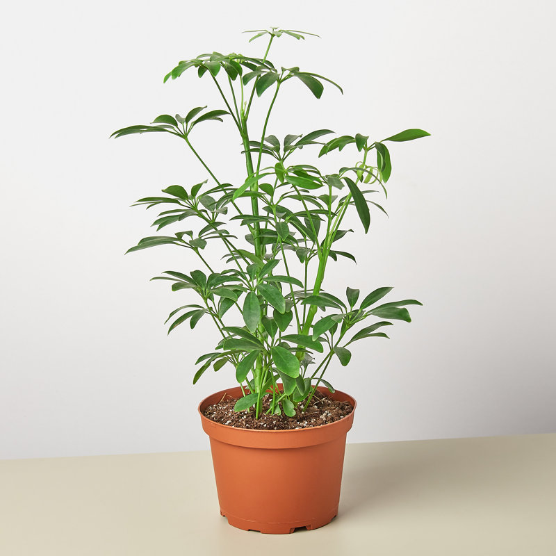 House Plant Shop Live Foliage Plant Low Maintenance Plant Rattan
