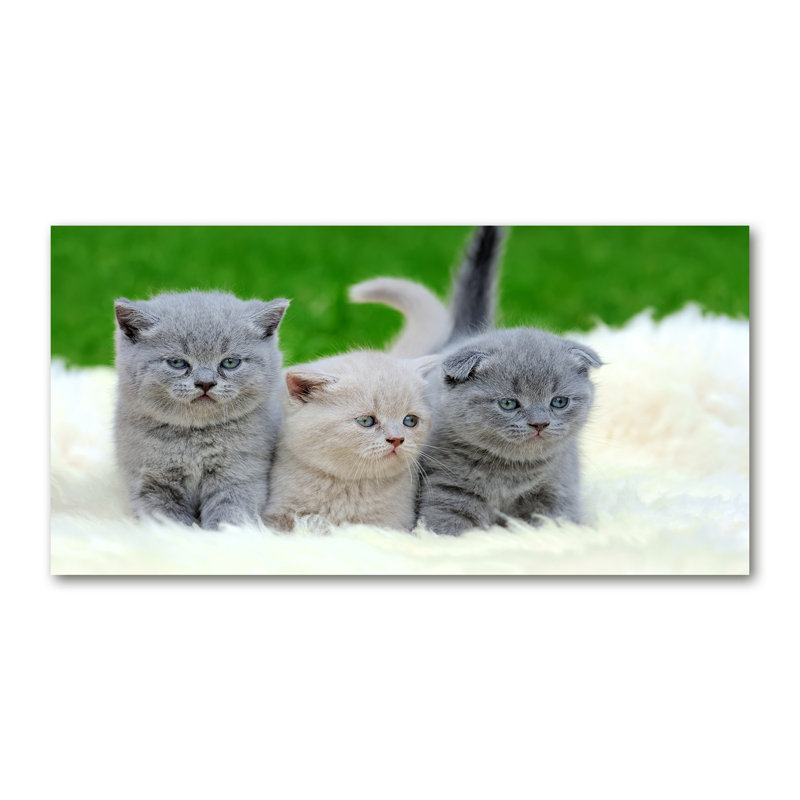 Three Cats On A Blanket - Print, Wrapped Canvas, 70cm H x 140cm W x 2cm D