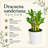 2-Layer Lucky Bamboo Plant