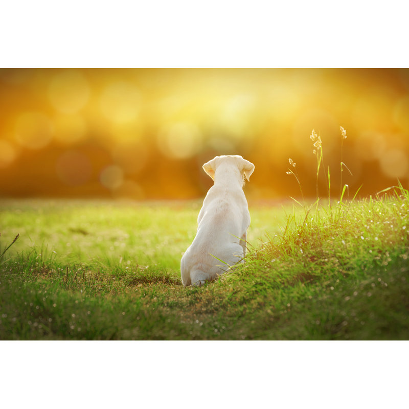 Labrador Dog Puppy - Wrapped Canvas Print, 30cm H x 46cm W x 3.8cm D