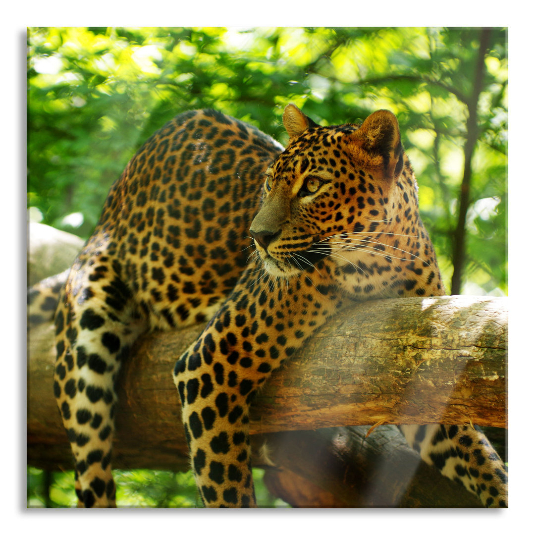 Ungerahmtes Foto auf Glas "Leopard auf einem Ast"