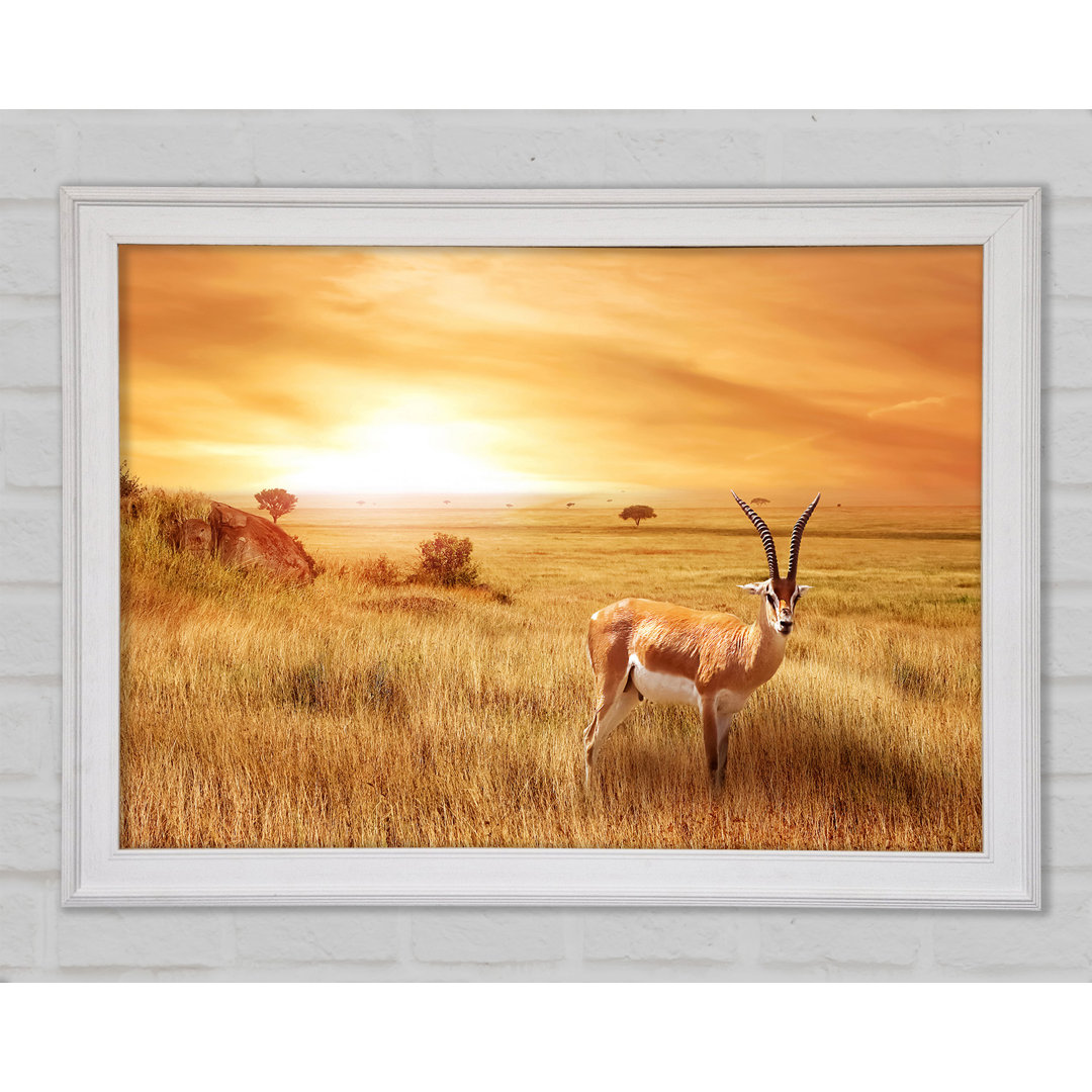 Gerahmter Fotodruck Gazelle In The Grasslands