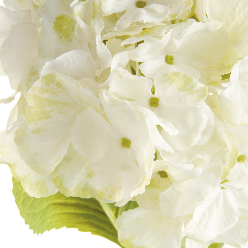 TIGES MOPHEAD HYDRANGEA 30,5 po, Blanc