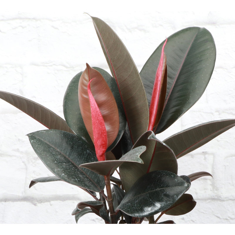 Live Burgundy Rubber Plant, 12" H x 4.5" W x 4.5" D
