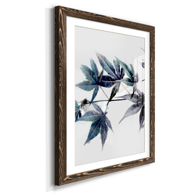 " Blue Maple II "