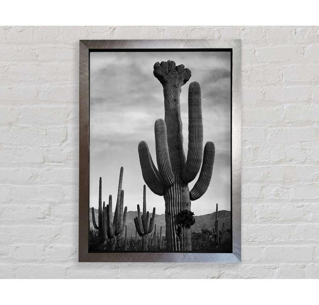 Ansel Adams Kaktus im Saguaro National Monument in Arizona B N W - Einzelbildrahmen Kunstdrucke