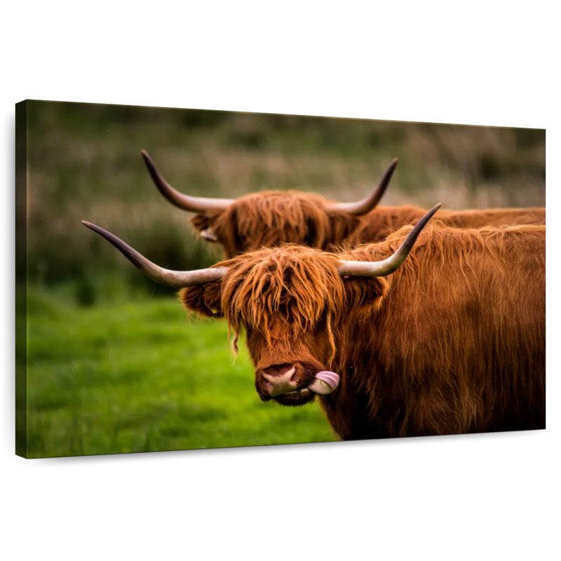 Fluffy Highland Cows, H 20 po x l 30 po