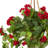 Geranium Hanging Basket Arrangement in Basket