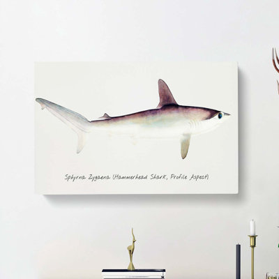 Illustration Of A Hammerhead Shark by F.E. Clarke - Wrapped Canvas Painting