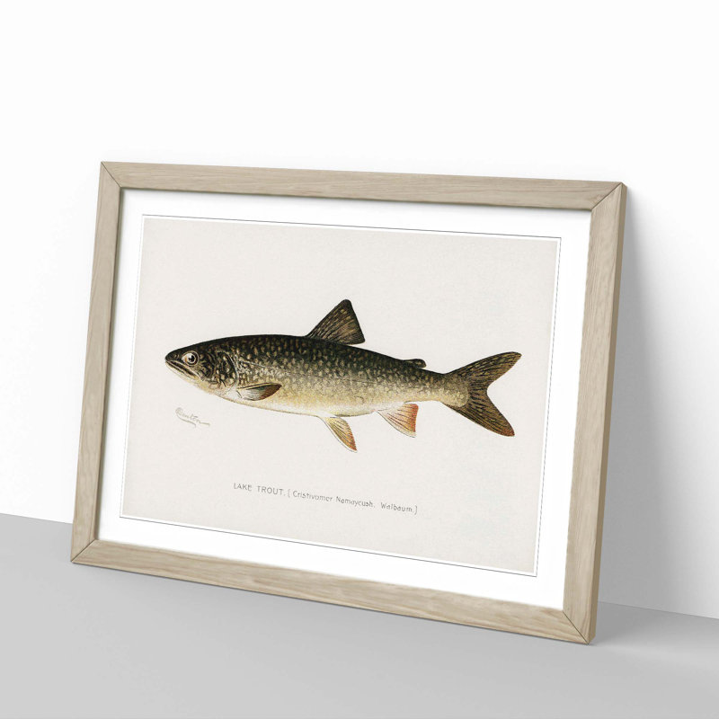 Lake Trout by Sherman F. Denton - Picture Frame Painting Print, 27cm H x 36cm W x 2cm D, Oak Framed