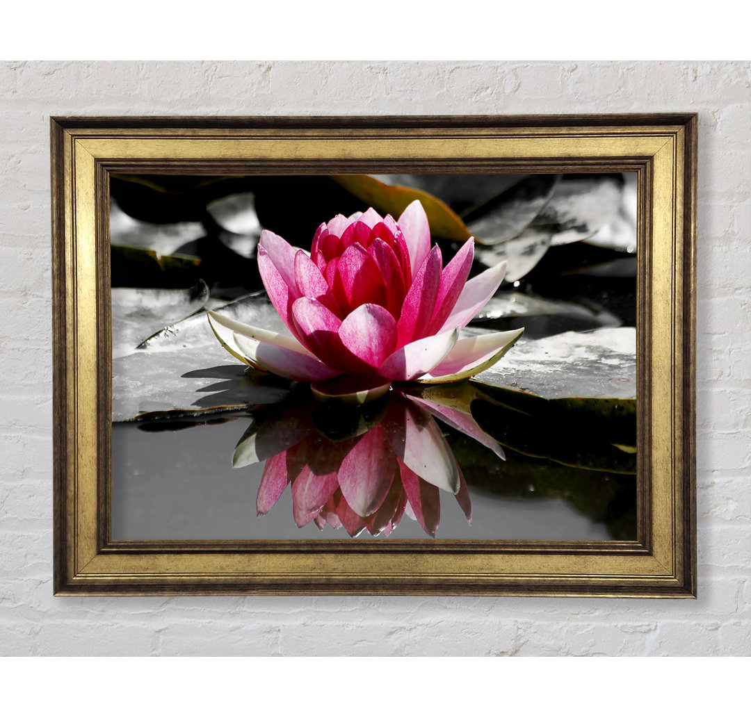 Pink Water Lily Reflections B N W - Einzelne Bilderrahmen Kunstdrucke