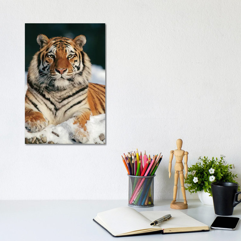 Siberian Tiger In Snow, Siberian Tiger Park, Harbin, China by Konrad Wothe - Wrapped Canvas Print