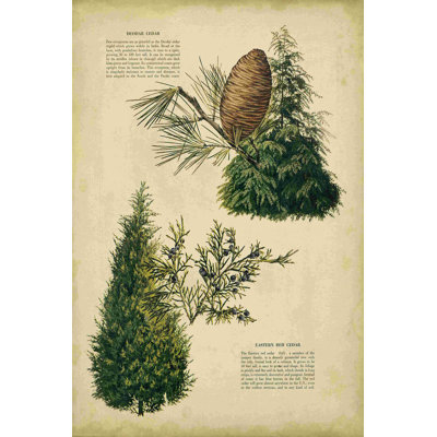 " Deodar Cedar And Eastern Red Cedar "