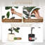 183cm Plant