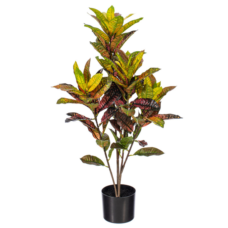  36 po. Plante en pot Croton., H 36 po x l 18 po x P 18 po