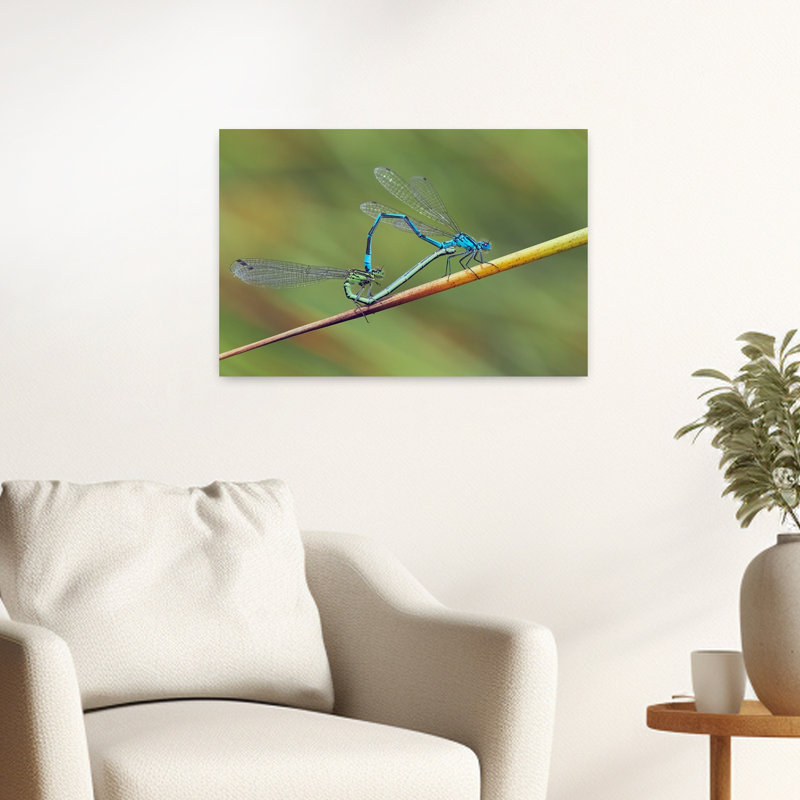 Mating Damselflies Heart Shape Delicate Vibrant Contemporary Animal Nature Wall Art Print 1 Piece Wrapped Canvas Wall Art