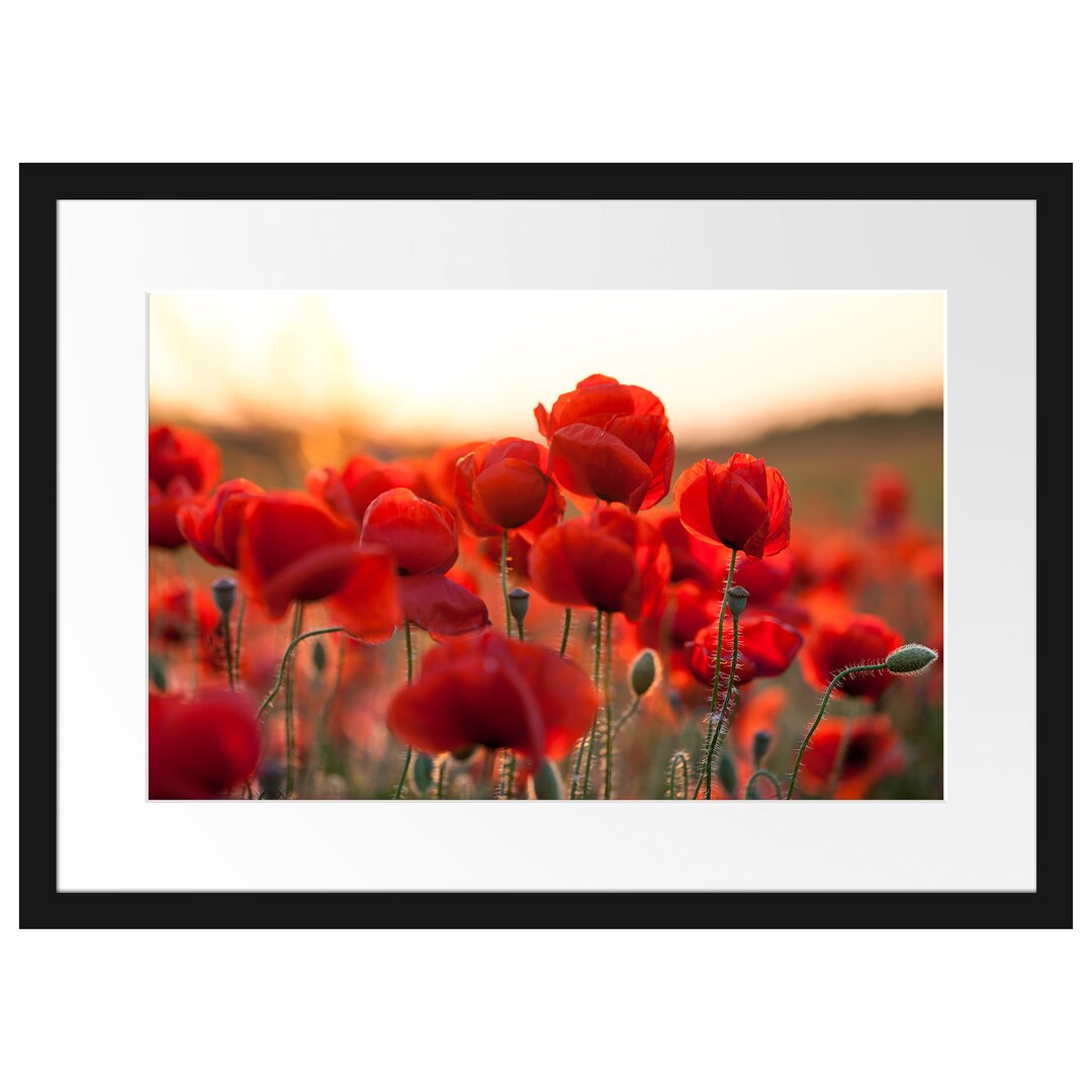 Gerahmtes Poster Feuriger Mohn