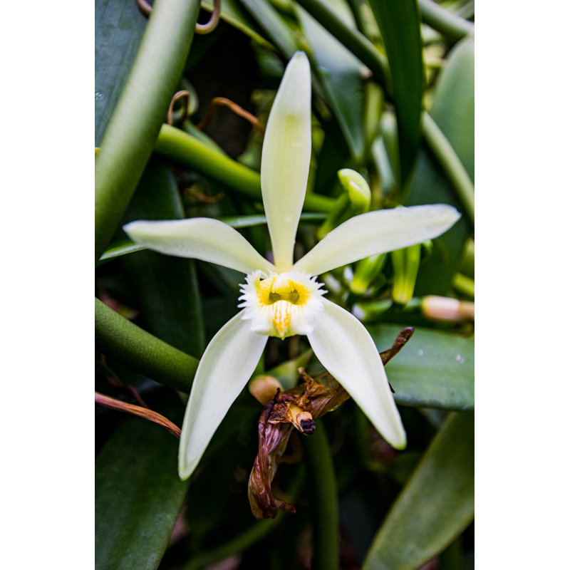 Fleur de vanille - photographie sur toile tendue, H 18 po x l 12 po
