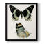 «Antique Blue Butterflies I», toile encadrée de qualité supérieure - prête à être accrochée-945602302-945602303