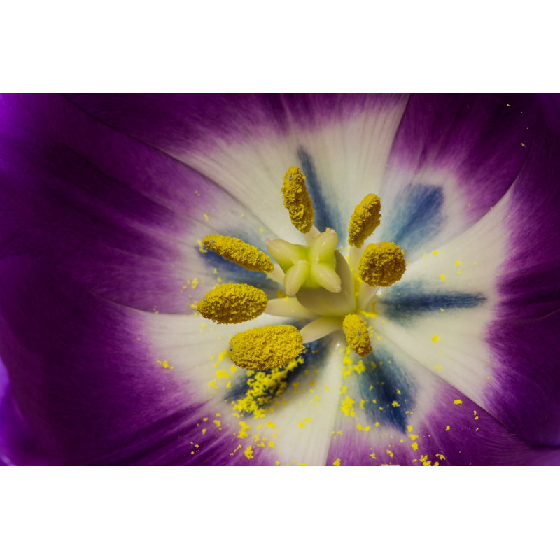 Tulip Macro - Wrapped Canvas Print, 30cm H x 46cm W