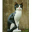 Housecat Figurine