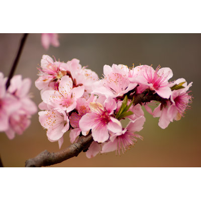 Fleurs de pêche d'Orderville par Wenmingming