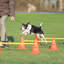  Dog Agility Hurdle Cone Set, Portable Canine Agility Training Set, 6 Exercise Cones With 3 Agility Rods
