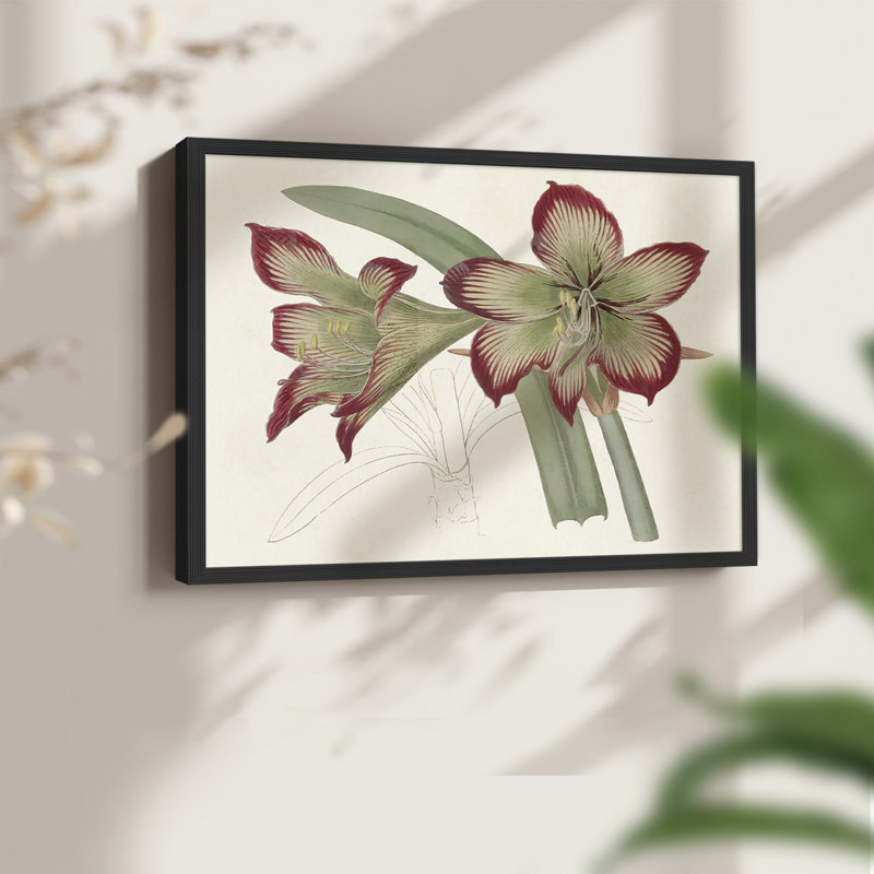 Amaryllis Varietals IV - Impression encadrée - Restickable, H 11 po x l 14 po, Noir, noir, noir, noir