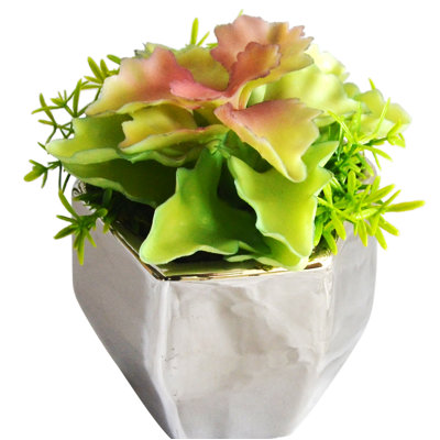 Succulent plante de bureau en vase décoratif