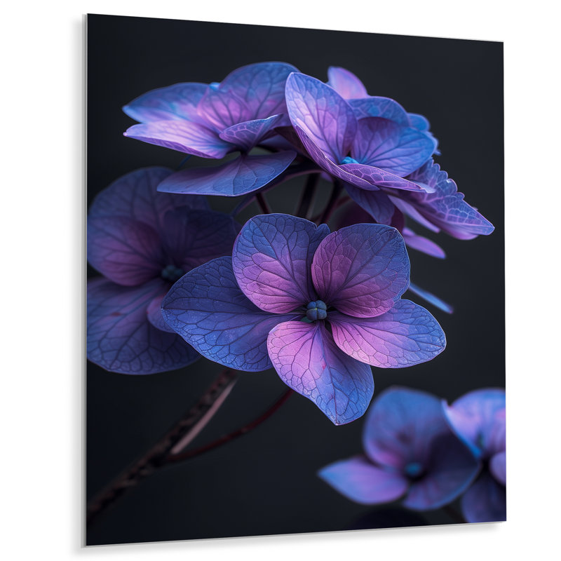 Beauté éthérée, hortensia bleu mauve, photo I - décoration murale hortensia, Sans cadre, métal, H 24 po x l 32 po