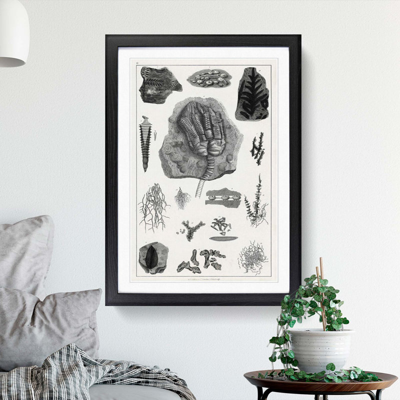 Collection of Fossils II by Oliver Goldsmith - Picture Frame Drawing Print, Black Framed, 48cm H x 36cm W x 2cm D