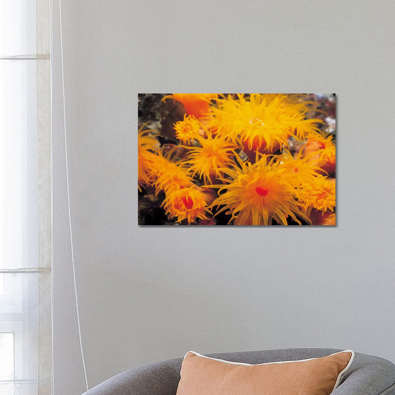 Orange Cup Coral - Wrapped Canvas Print, 66.04 cm H x 45.72 cm W x 3.175 cm D