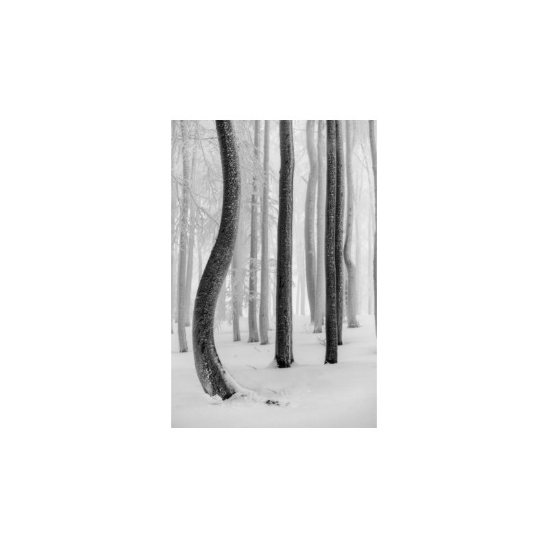 Wrapped Canvas Print, 81.28cm H x 121.92cm W