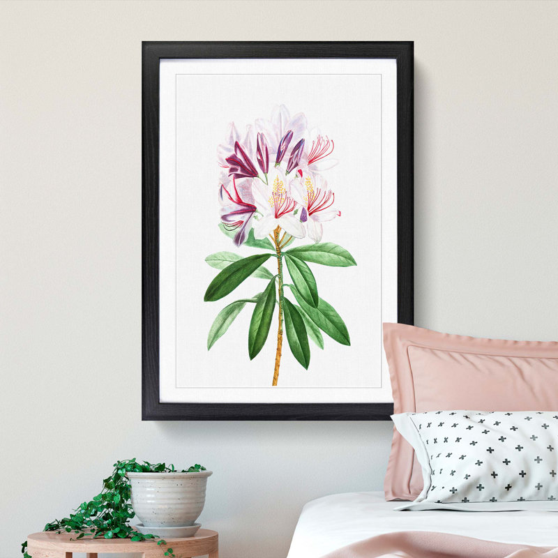 Pink Rhododendron Flowers by Pierre-Joseph Redoute - Picture Frame Painting Print, 65cm H x 48cm W x 2cm D, Black Framed