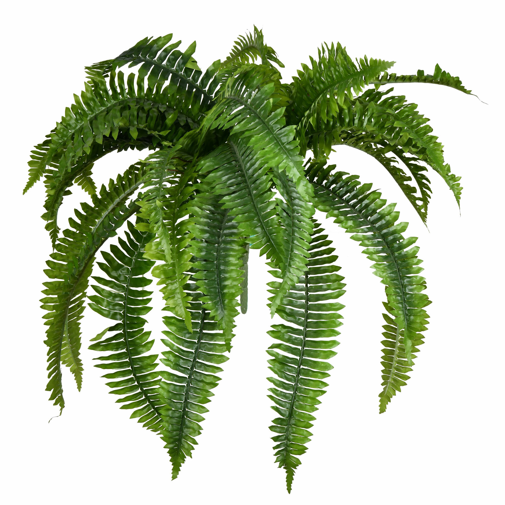 36' Compact Led Light Clear Lights - The Fabulous Fern