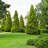 3 gal. Arborvitae Green Giant