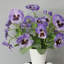Silk Pansy Faux Floral-885262284