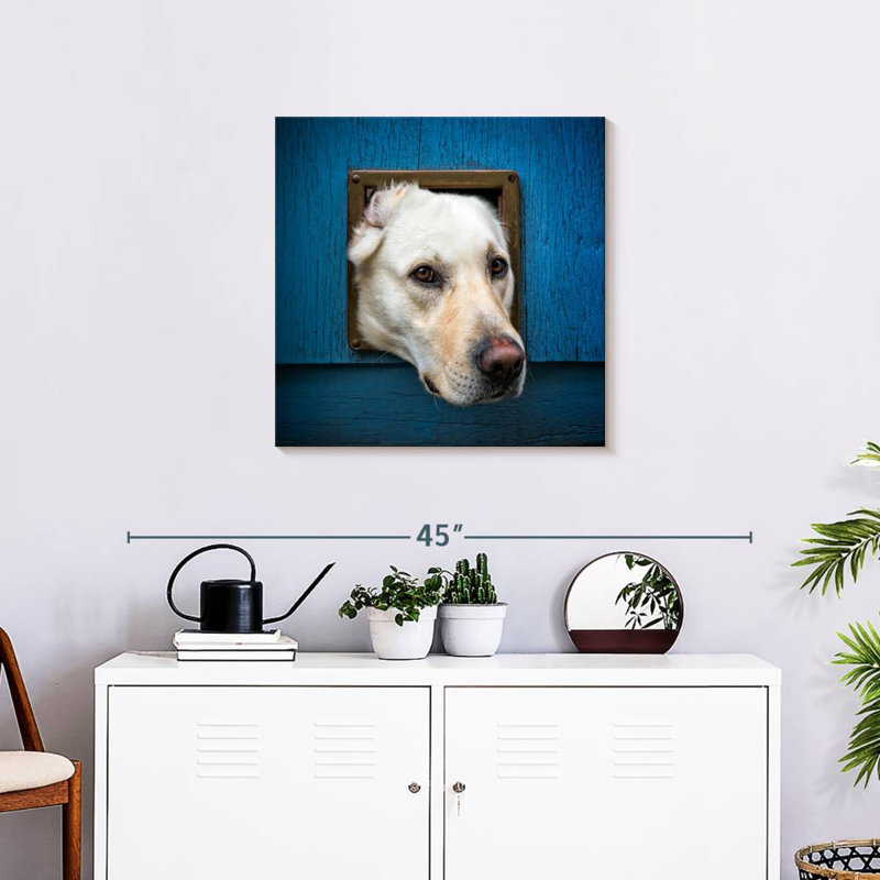 Crowle Labrador Head Peeping