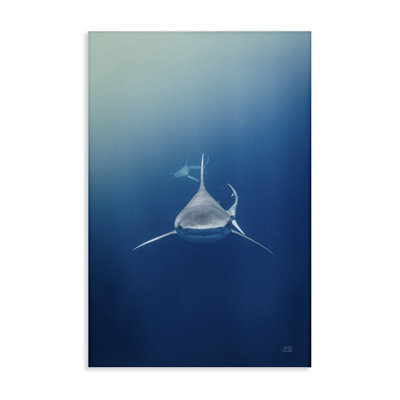  «Heads Up Shark», art mural par Max Blakesberg Studios