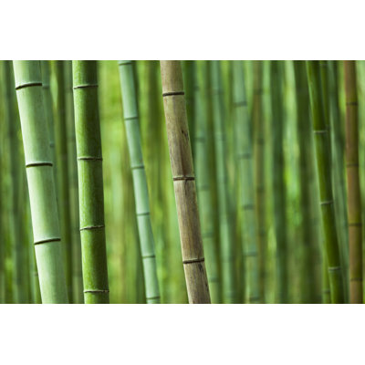 Bamboo Grove par 35007