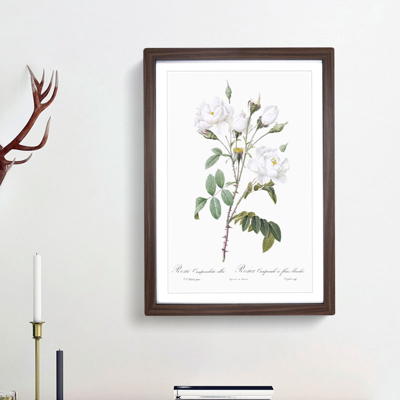 White Roses by Pierre-Joseph Redoute - Picture Frame Art Prints, 48cm H x 36cm W x 2cm D, Walnut Framed