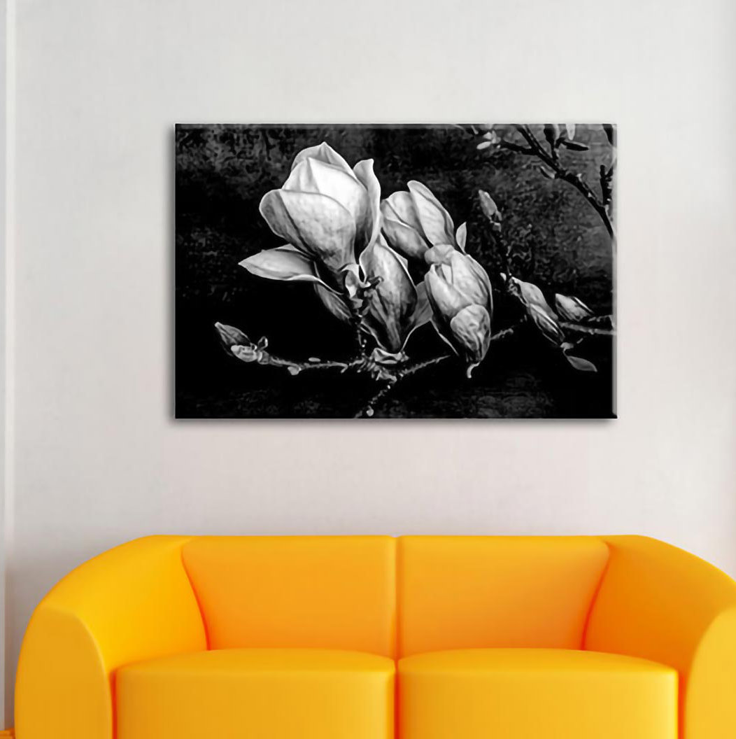 Leinwandbild Blooming Magnolia isoliert